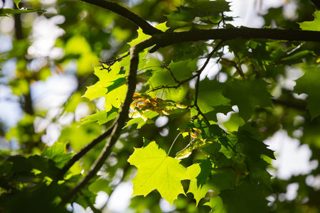 Green leaves against of sun