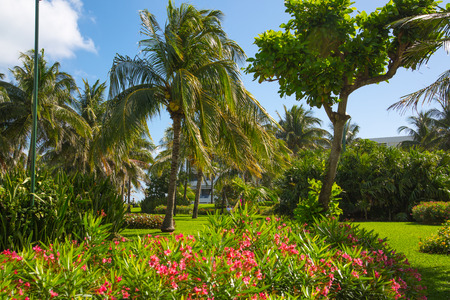 Mexico, Cancun - February 15, 2018: Park with palms and tropical plantsのeditorial素材
