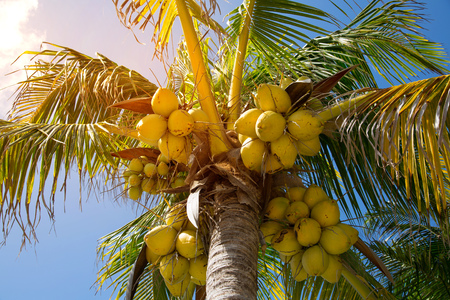 Palm and coconuts against of blue skyの写真素材