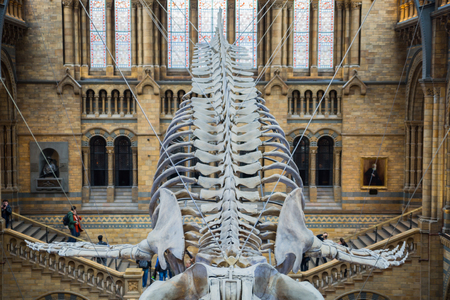 London, UK - July 9, 2018: London England National Historic Museum. View of a whale skeleton in the main hallのeditorial素材