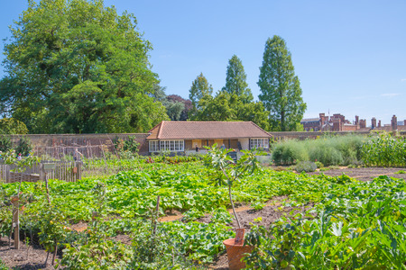 London, UK - July 29, 2019:  West London Bushy park. Beautiful english garden view, with lots of trees and flowers.のeditorial素材