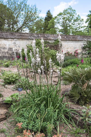 Oxford, UK - June2, 2021: Oxford Botanic garden (founded 1621),  Oxford Universityのeditorial素材