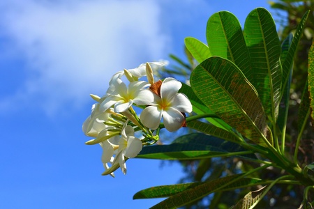 Plumeria in sunshineの素材