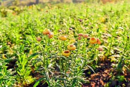 The chrysanthemum will bloomの写真素材