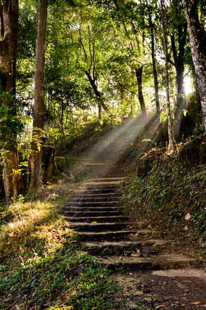 Walkway ledders in the forestの写真素材