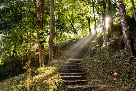 Walking paths in the forestの写真素材