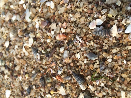 Shell on gravelの素材