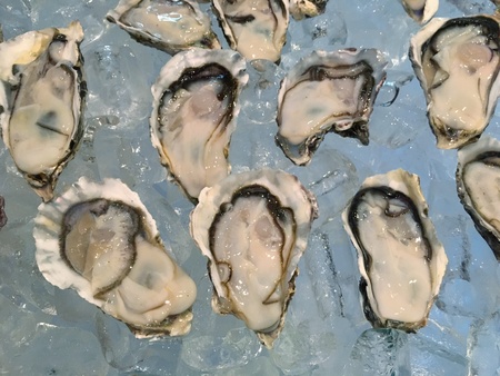 Oysters on iceの素材