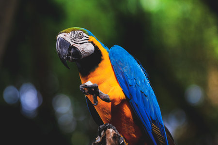 Blue and yellow macaw parrot sitting on a tree branch.の写真素材