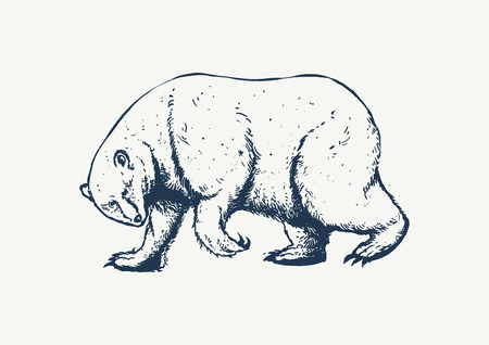 polar bearのイラスト素材