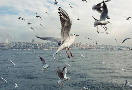 Seagulls flying in the sky over Istanbul, Turkey.の写真素材