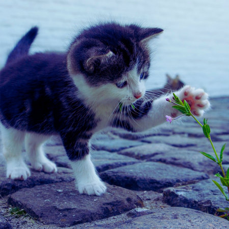 Little kitten with a flower in its mouth. The cat is playing with a flower.の写真素材