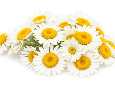 Bouquet of chamomile flowers isolated on white backgroundの素材