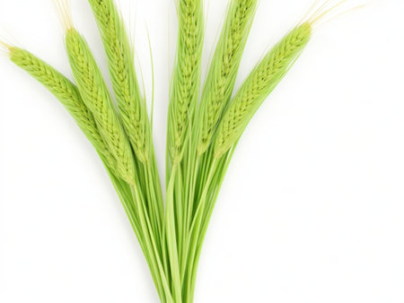 Green wheat ears isolated on white background, closeup of wheat earsの素材