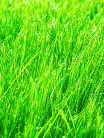 Green grass background. Close up of fresh green grass with water dropsの素材