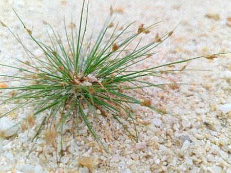 pine needles on the sand in the desert, closeup of photo