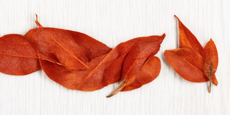 Dried leaves of physalis on a white wooden background. Top view.の素材