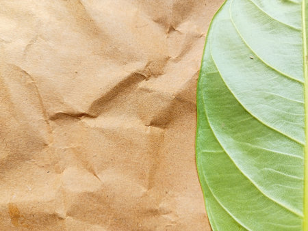 Green leaf on crumpled brown paper background. Copy space.の写真素材