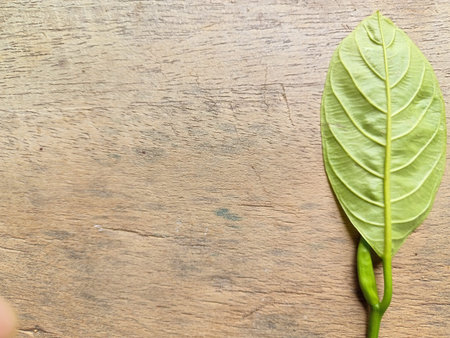 Green leaf on wood background, top view with space for text.