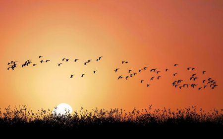 silhouette of a flock of birds flying at sunset background.の素材
