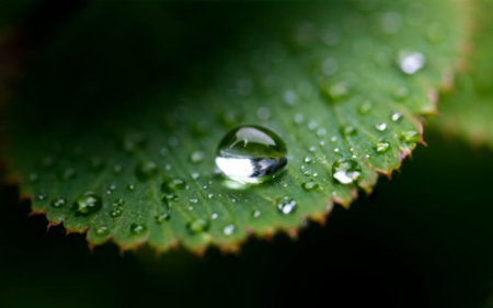 Water droplets on a green leaf. Shallow depth of field.の素材