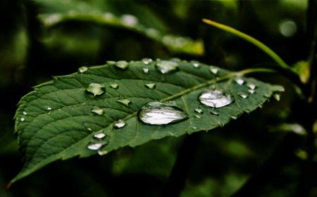 Water droplets on a green leaf after a rain in the morningの素材