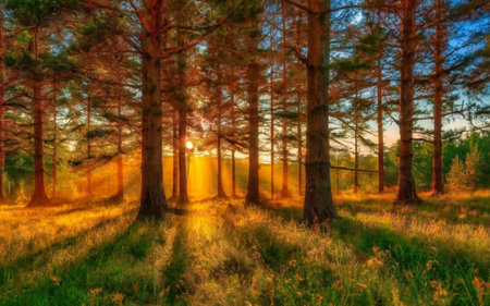 Sunset in the woods. Beautiful summer landscape. Panorama.の素材