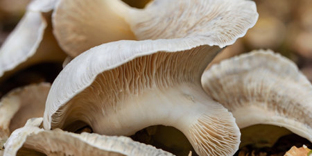 Mushroom Pleurotus ostreatus in the forestの素材