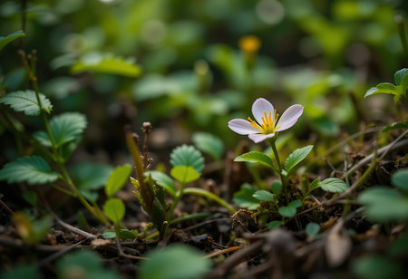 Crocuses blooming in the forest. First spring flowers.の写真素材