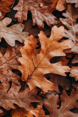 Fallen oak leaves in the forest. Autumn background. Close-up.の写真素材