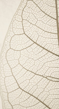 Close-up shot of a leaf skeleton, revealing a mesmerizing network of veins and intricate details....