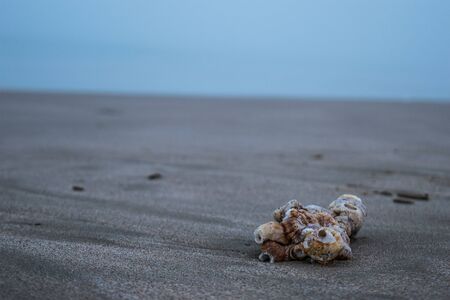 Sea shell in a cold cloudy morningの写真素材