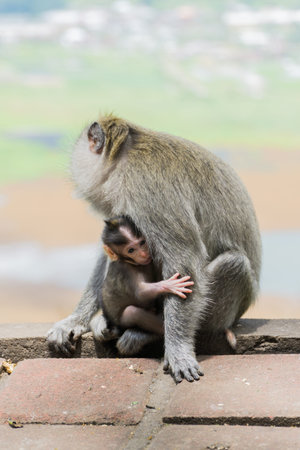 A mother monkey holding her cute baby