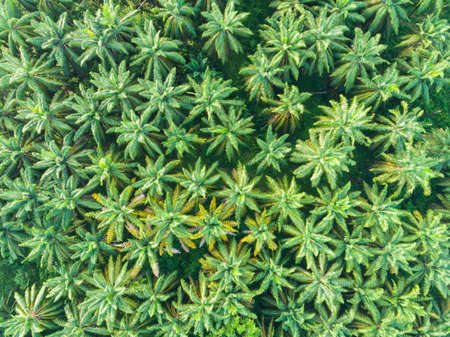 Aerial view of palm oil tree.の写真素材