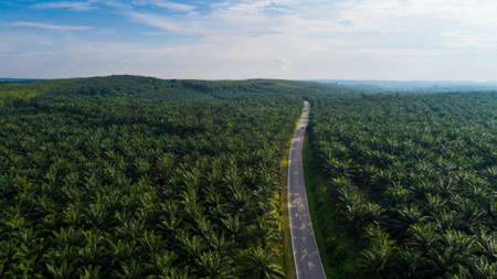 Aerial view of a road and palm oil during sunny day.の写真素材