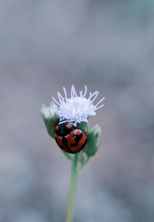 A closeup shot of a ladybug on a flower with blurred backgroundの写真素材