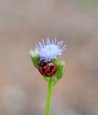 Ladybug on a flower in nature. Macro photography of insect.の写真素材