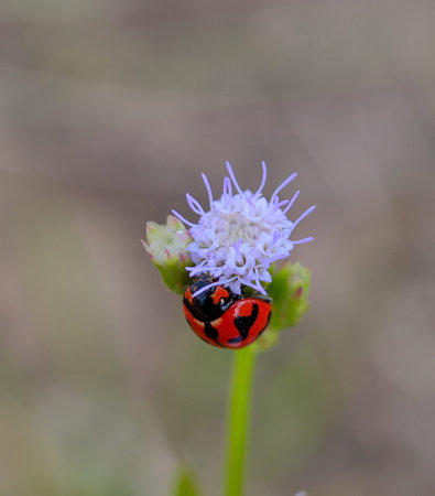 small animal in red style with black spots