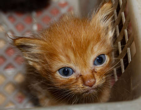 an orange kitten with fur and a small bodyの写真素材