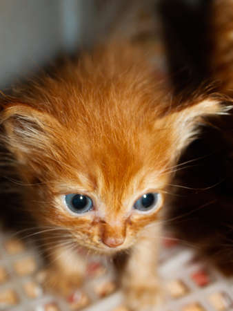 a small orange cat who is still 7 months oldの写真素材