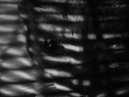 A closeup shot of a cat in a cage with blindsの写真素材