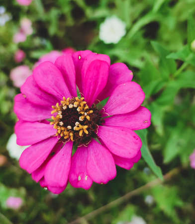 Pink zinnia flower in the garden. Selective focus.の写真素材