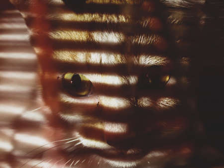 Close up of a cat looking through blinds. Selective focus.の写真素材