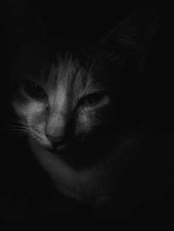 Portrait of a cat in a dark room. Black and white photo.の写真素材