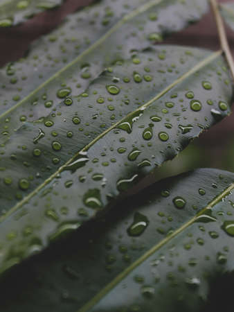 Water drops on a green leaf. Close-up. High quality photoの写真素材