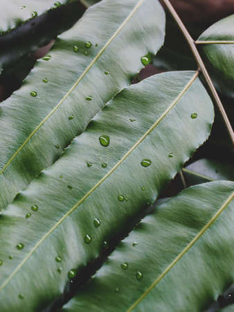 Close-up of green leaf with water drops. Natural background.の写真素材