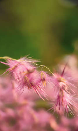 Close up of pink grass flower with bokeh background, selective focus.の写真素材