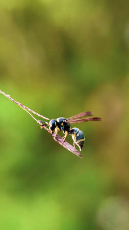 A pair of wasps mating on a blade of grass in summer.の写真素材