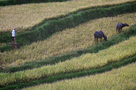 farmerの写真素材