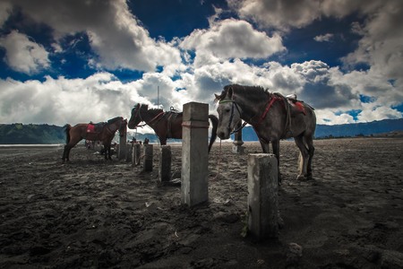 Horses at Bromo National Parkの写真素材